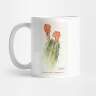 Scarlet hedgehog cactus - Botanical Illustration Mug